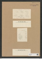 Coscinodiscus sp. (de-Toni-Nr.: Genus 202, Species 4882 ?) Zeichnungen Sammlung Grunow Nr. 8921 (NHMW-BOT-W0378591)